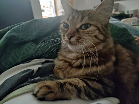 Chat sur moi