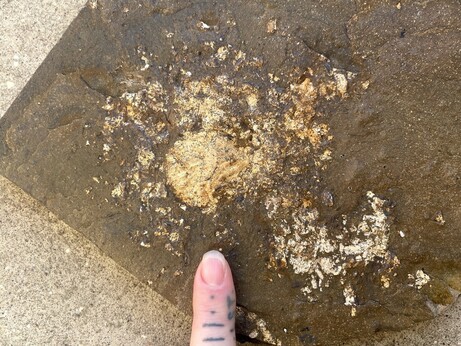 Landscape photo showing a greyish brown slab of rock. On the rock is a light creamy coloured splodge which looks as though a seagull just pooped on it. The coprolite material is composed of calcium phosphate and contests well against the limestone matrix. Within the splatter are small black flecks - these are the remains of fish scales and shark spines. In the bottom is a finger with a tattooed scale bar.