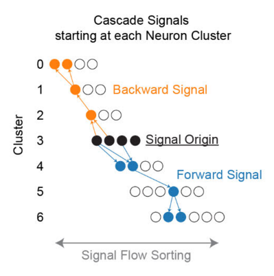 Multi-hop signal cascades starting at any one neuron and traversing retrogradely (post- to presynaptic site) and anterogradely (pre- to post-synaptic site).