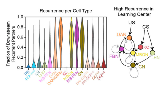 Among all connectivity-define clusters, the one with dopaminergic neurons (DAN/MBIN) is the most recurrent.