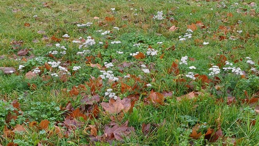 Patch of flowering Yarrow