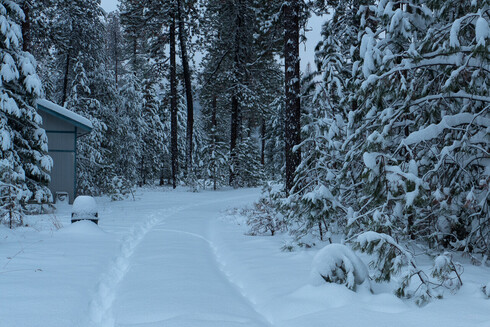 Forest cover of unusually well preserved inland Pacific Northwest Ponderosa pine and fir, covered with snow from a recent epic snowfall. The ruts in the driveway were originally from my Jeep driving and not bothering to plow. The additional depths is from blueprints of myself and pawprints of Leo the cat walking outside to take pictures. But it's deep; a foot of fresh snow in the last day. And it's beautiful.

The overall color tone is muted blue with a hint of more reddish light lower in the frame, from the flash. (This is as I saw it, not as the camera mistakenly registered the color temperature.) While there is not much going on in color space (and that's what makes it look cool, literally), the intensity part of the visual is what is most striking. There is the curvature of the ruts in the driveway combined with the curvature of snow -weighted  conifer branches, contrasting with the straight vertical lines of the big Ponderosas, which are 6 feet around at the base. (I have hundreds of them and they are as well cared for as is possible with a changing climate.) Their trunks have a vaguely diamond-shape roundish checkerboard pattern, formed by the inelastic bark cracking over a century of growth, unable to expand with the growth of the trunk. (This leaves the oldest bark at the peak of thousands of little pyramids, which I didn't even realize until I thought of it just now.)

The sky is overcast and without definition, providing a nice clean background for the Ponderosas.