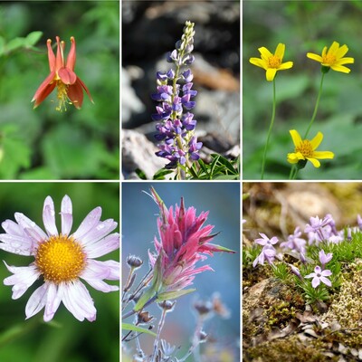 Red, purple, yellow, pink, red, and purple blossoms of wildflowers seen along hiking trails