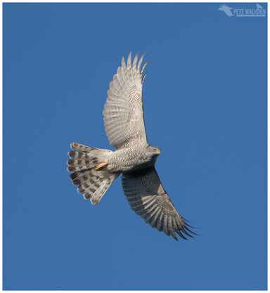 An adult goshawk displaying over the canopy of an evergreen forest, against blue sky. Seen a few years ago in February, in Shropshire, England.