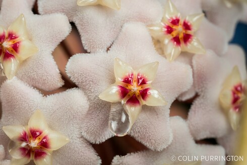 Photograph of furry, star-shaped flower with droplet of nectar