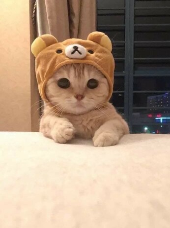Picture of a cute baby kitten