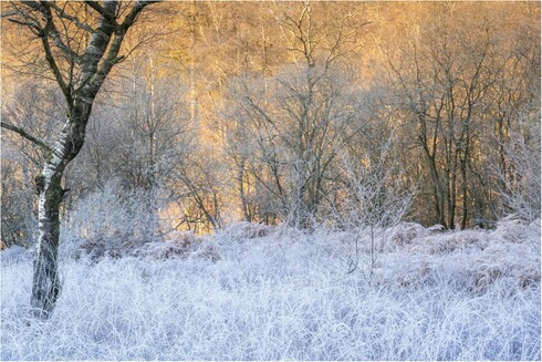 Birch tree amongst hoar frosted grasses with a warm light illuminating the wooded hillside behind.