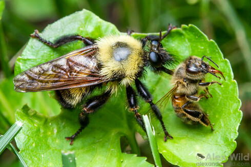 A large, hairy, black and yellow fly sits on a leaf, its beak jammed into the neck of a smaller dead honey bee.