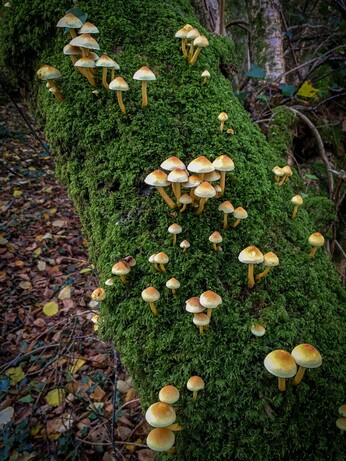 Dozens of small, yellow mushrooms on a moss-covered fallen willow tree