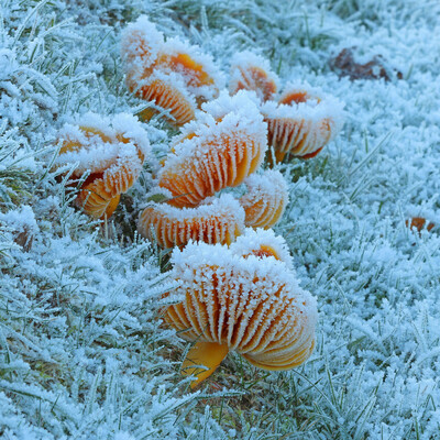Fungi - Meadow Waxcaps - covered in frost in a frosty field.