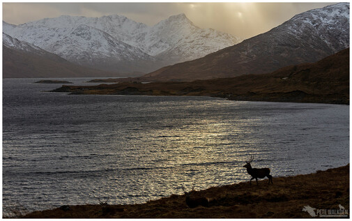 A group of red deer stags head down from the hills towards the shore of a loch, as the sun sets in the distance behind the snow-covered mountains, in the west Highlands of Scotland.
