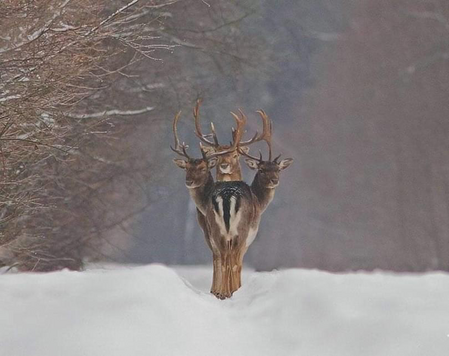 Three fallow deer standing in snow all looking at the camera as per the text