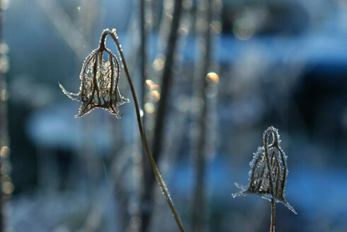 Harebell flower remains in the frost