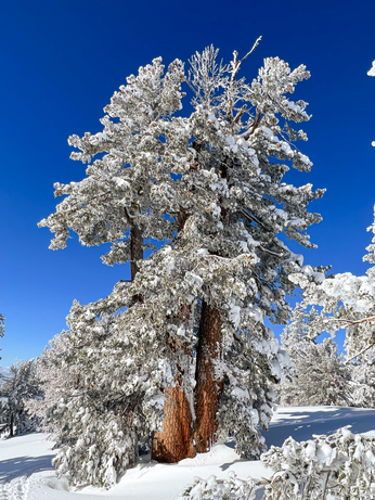A snow covered pine tree on a snowy mountain slope.