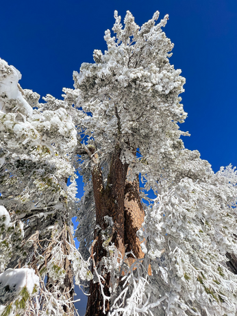 Looking up the branches of a snow cover Whitebark pine