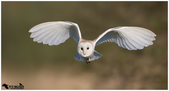 A barn owl flying towards me, in the warm spring sunshine, beside a meadow in Norfolk.