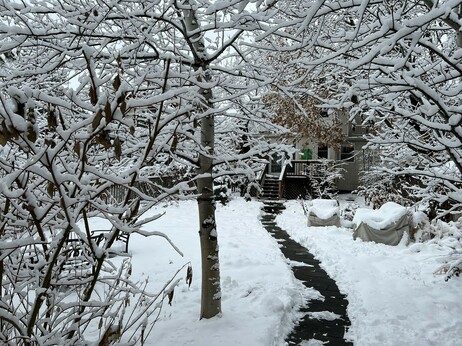 A wintry wonderland of snow-flocked tree branches in a south Minneapolis backyard