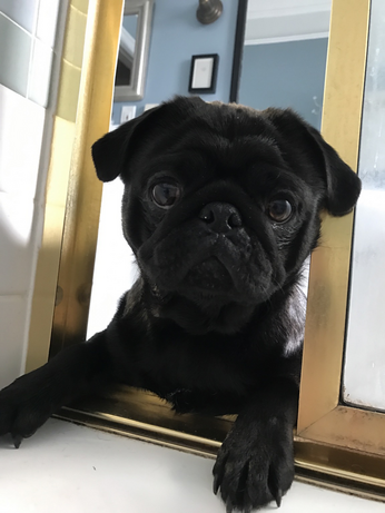 A cheerful pug says hello!