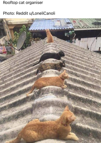 A corrugated roof with 4 cats, 2 ginger, 1 black and one tortoiseshell sitting on the ridge tiles basking in the sunshine. Another ginger cat is sitting up at the very end of the roof surveying his territory.