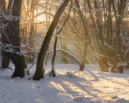 Some late-afternoon forest metic in Epping Forest on a wintry, snowy day with tree trunks and branches covered in snow.
