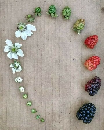 Depicts all stages of the blackberry lifecycle