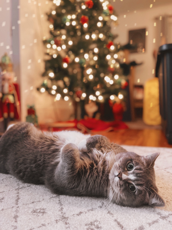 A grey cat belly up on a white carpet with a blurred christmas tree in the background