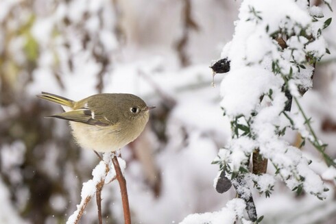 Ruby-crowned kinglet