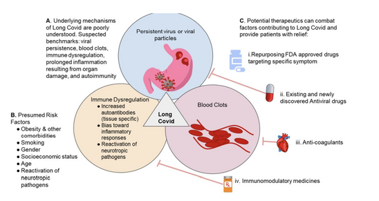 Figure 2. Factors Contributing to Long Covid and Potential Treatment Options. Panel A depicts suspected determinants contributing to Long Covid such as the presence of a virus or viral fragments after recovery from acute infection, chronic inflammation from organ damage, blood clotting
dysfunction, and dysregulation of immune responses; Panel B demonstrates various risk factors
including comorbidities, smoking, gender, age, and reactivation of latent pathogens; Panel C depicts potential therapeutic approaches, which include repurposing FDA approved drugs targeting specific symptom, the use of existing or newly discovered anti‐viral drugs, anti‐coagulant treatments and the use of immunomodulatory agents.