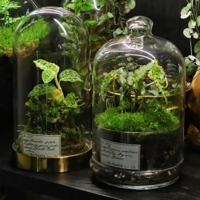 Two exotic botanical specimens under glass with Victorian museum style handwritten labels.