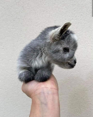 A tiny gray goat with its head turned to one side perched on a human’s hand.