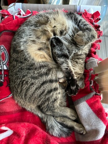 Eevee the cat is ugly sleeping