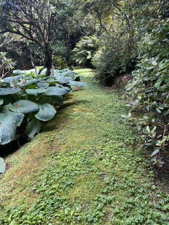 On the left is a low plant with very large, dark green, oval shaped leaves. In the centre is a bright green mossy path. The area is well shaded by large trees overhead.