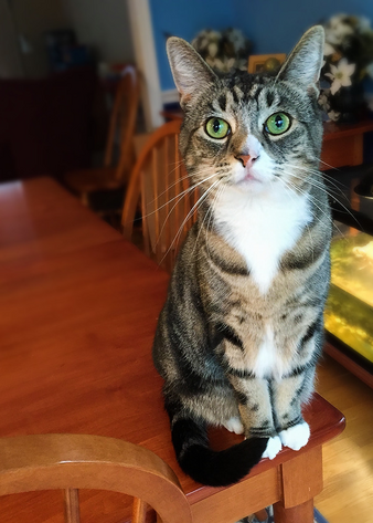 A tabby cat sitting on a table looking at the camera.