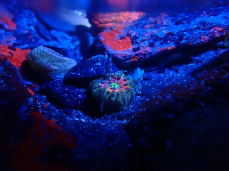 Gem anemone fluorescing in UV light. Cornwall, UK.