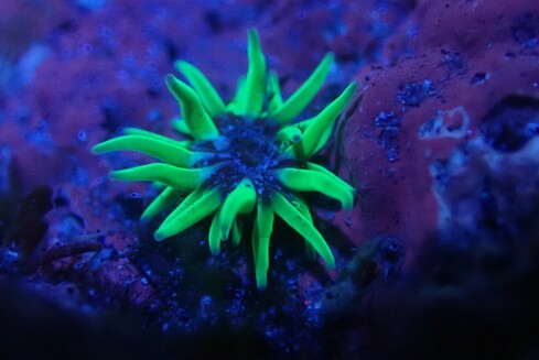 Snakelocks anemone fluorescing in UV light. Cornwall, UK.