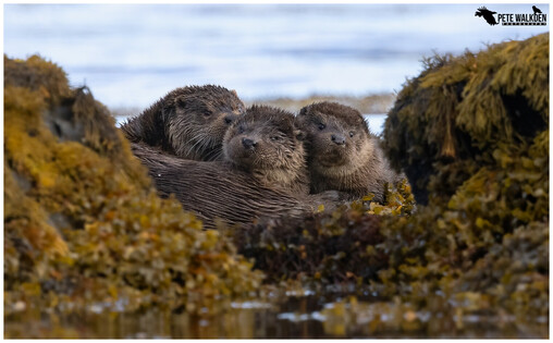 Three otters; a mum and her two young cubs, snuggled together between seaweed-covered rocks, beside a tidal loch, on the Isle Of Mull.