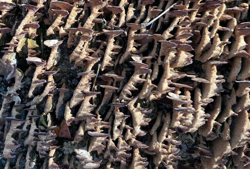 Little bracket fungi, brown, grown into kind of comb shapes because they're trying to be the right way up and the world is not helping.