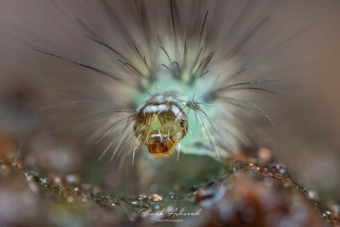 A photograph of a caterpillar's head end, with lots of long feathery setae sticking out