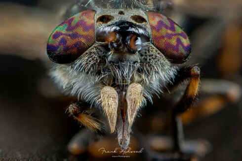 A photograph of a horsefly's head, with multicoloured, zigzag-pattered compound eyes