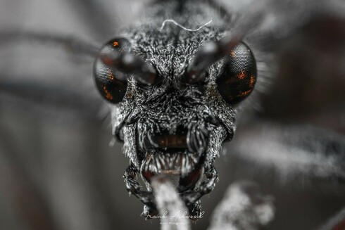 A photograph of a Longhorn beetle's head, drained of colour except for flares of orange in the compound eyes