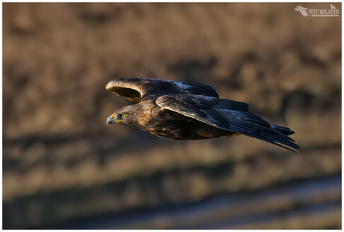 An adult golden eagle effortlessly drifting by, below me, into a strong headwind. Photographed in some winter sunshine on the Isle Of Mull.