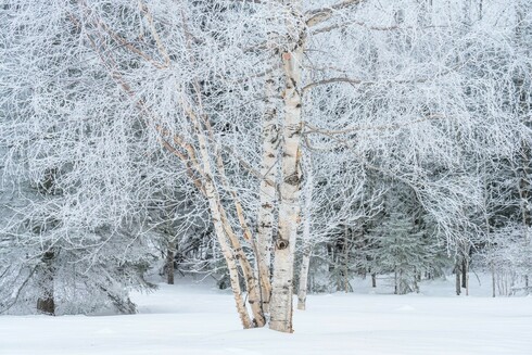 A photo of a group of birch trees coated in rime ice. The ground is covered in snow. High key.