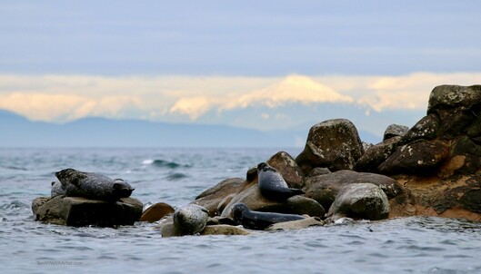In a seascape photograph by Terrill Welch the seals are draped across the rocks in the foreground while the sun catches a break in the clouds over the coastal mountains in the background. It is late morning and has been raining for days so there is a clarity to the image that only comes after such weather.