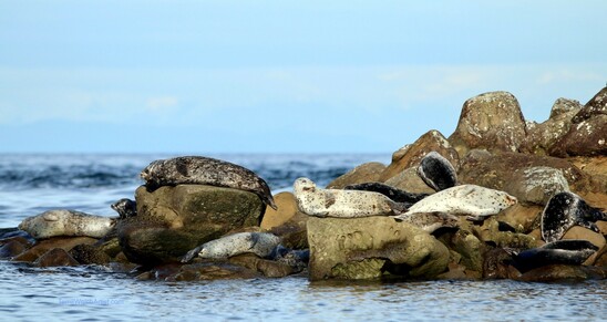 In this seascape photograph by Terrill Welch thirteen seals sun themselves on a sandstone islet in a brief break in the winter clouds with a central one keeping guard. The seals are a variety of mottled greys, browns and whites that tend to blend into the the sandstone rocks.