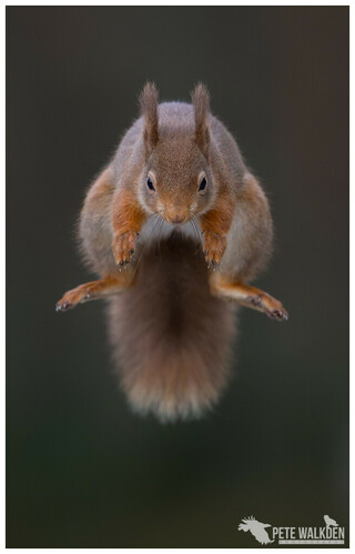 A red squirrel leaping towards the camera, its body in an almost perfectly symmetrical position. Photographed in the Scottish Highlands.