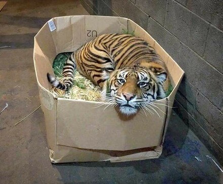 Tiger laying in box with head resting on edge.