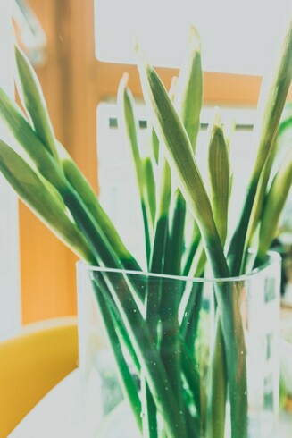 Daffodils unopened in a vase