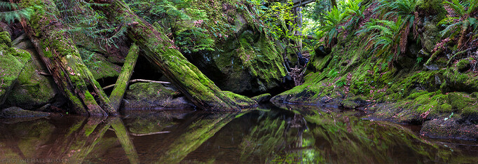 A small ravine filled with ferns, moss, tree trunks - all reflected in water in the bottom