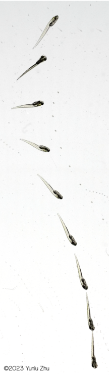 A series of superimposed photographs of an anesthetized 7 day old zebrafish larva falling