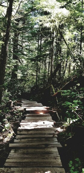 Boardwalk through old growth forest.